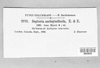 Septoria asclepiadicola image